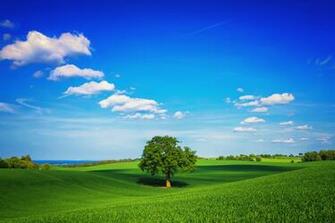 Beautiful Green Fields Wallpaper Full HD