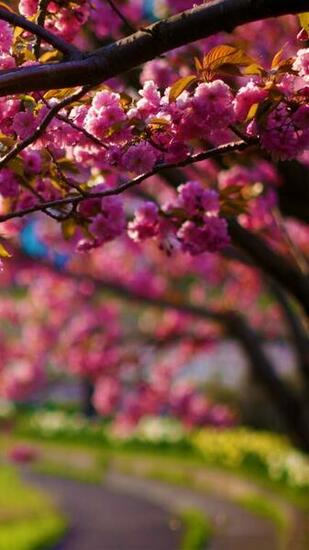 Spring Purple Flowers Tree Alley Bokeh Android Wallpaper