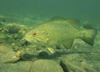 Small Mouth Bass Pictures Information Wallpaper Photos