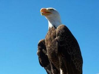 Eagle Screensaver Screensavers