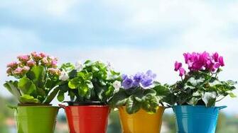 Flowers In The Pot Wallpaper