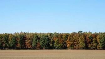Background For Rendering With Trees X3droad