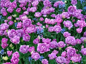 Lavender Flowers Wallpaper Best Fan