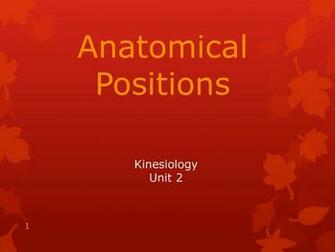 Anatomical Positions Kinesiology Unit Ppt