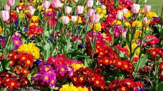 Full HD Wallpaper Flower ImgHD Browse And