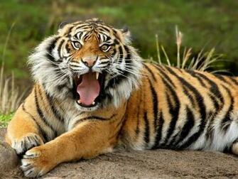 Bengal Tiger Wallpaper