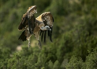 Vulture Computer Wallpaper Desktop Background Id