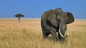 HD Elephants Wallpaper And Photos Animals