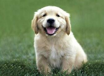 Golden Retriever Screensaver Retreiver Destkop Wallpaper