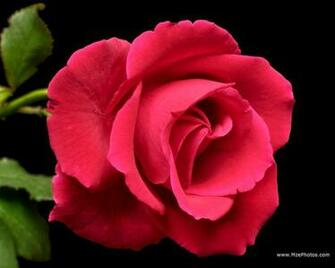 Red Rose