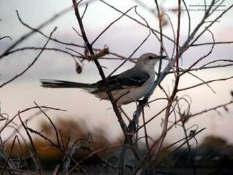Mockingbird Wallpaper Desktop