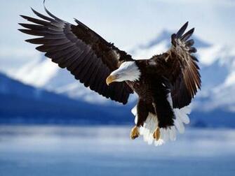 Eagle Desktop Wallpaper High Quality