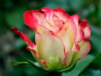 Flower Wallpaper Pictures Red Rose Flowers Gifts