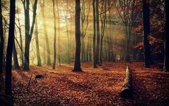 Fall Forest Nature Wallpaper HD Desktop And Mobile