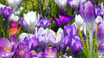 De Eerste Bloemen Springs Wallpaper