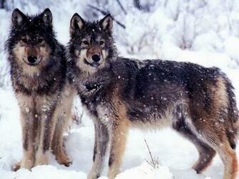 Wolf Screensaver Screensavers