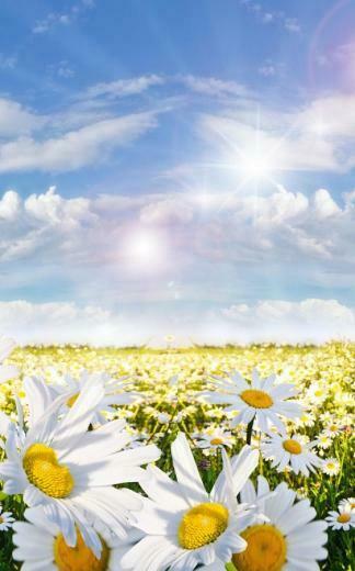 Spring Meadow Live Wallpaper Android Apps On Google Play