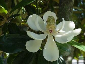 Wallpaper Magnolia Blossom