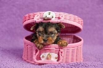 Pin Yorkshire Terrier Wallpaper Desktop Background