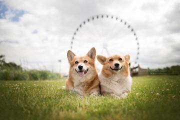 Corgi Wallpaper Top Background