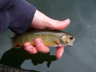 Native Trout Fly Fishing Brook