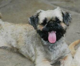 Shih Tzu Rescue Desktop Background Dogbreedswallpaper