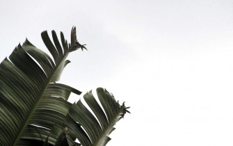 Plant Aesthetic Desktop Wallpaper