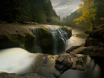 HD Forest Wallpaper