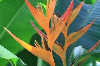 Birds Of Paradise Wallpaper