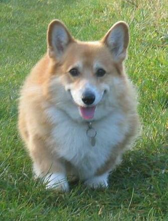 Pictures Of Corgi HD Wallpaper Pulse