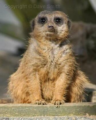Image Meerkat Animals Pc Android iPhone And iPad Wallpaper