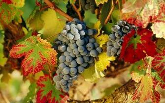 Wallpaper Grapes
