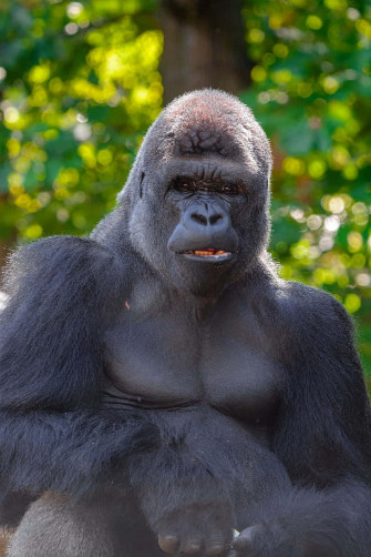 iPhone Xs Gorilla Background Shocked Look Wallpaper