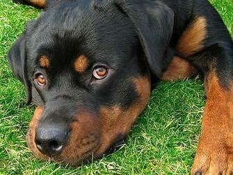 Beautiful Wallpaper Rottweiler Dog