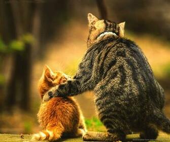 Submit Use Picky Wallpaper Rss