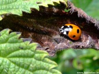 Ladybug Wallpaper Colorful Ladybugs HD