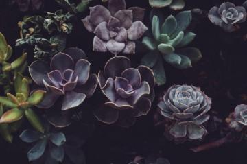 Green Witch Aesthetic Best Plant Flower And