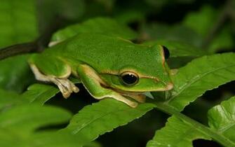 Coders Everything Frogs Animal Tree Frog