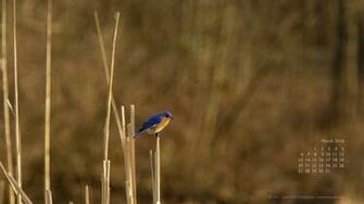 March Wallpaper David Griffin Photography