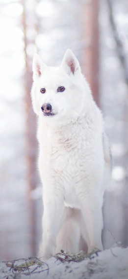 Wolf Phone Wallpaper