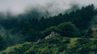Nature Green Aesthetic Background For Desktop Or Mobile