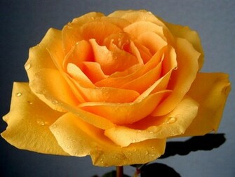 Yellow Rose Flowers Wallpaper