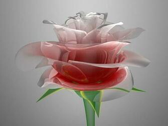Good Morning Rose Wallpaper