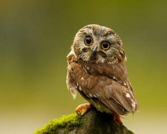 Baby Owl Wallpaper HD High Definition Widescreen