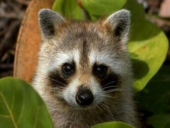Baby Raccoon Wallpaper Peekaboo