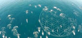Sacred Geometry Flower Of Life Wallpaper Featuredflower Lifemath