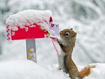 Wallpaper Funny Animals