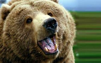Grizzly Wallpaper