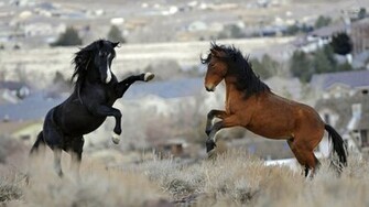 Horses Wallpaper Animal