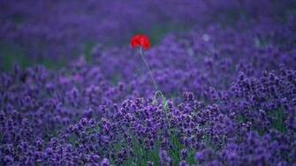 Lavender HD Wallpaper High Definition Quality